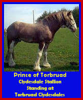 Clydesdale Stallions